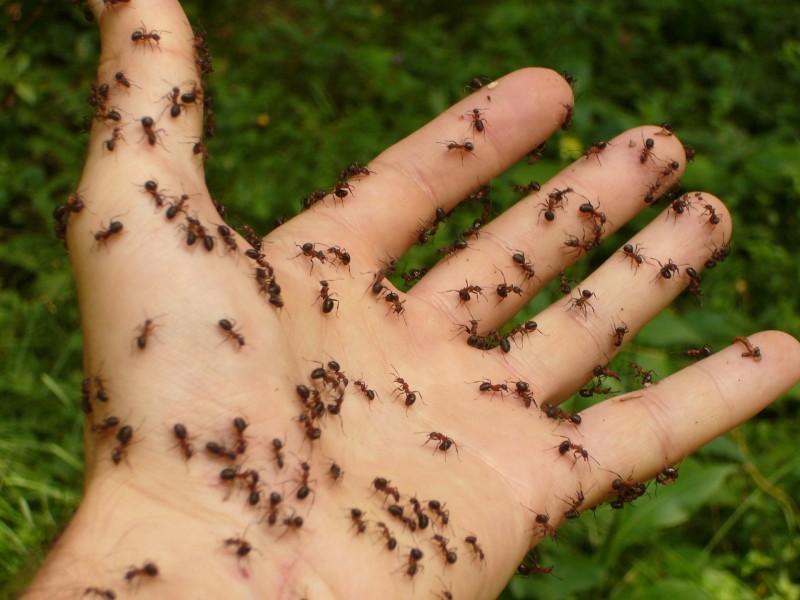 Enlever des fourmis à Vaud