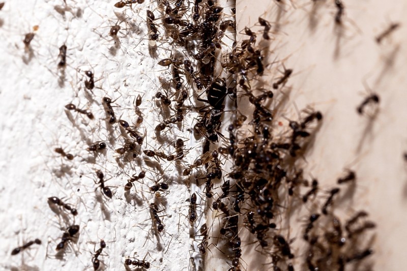 fourmiliere dans le valais